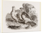 Ptarmigans by Anonymous