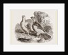 Ptarmigans by Anonymous