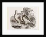 Ptarmigans by Anonymous