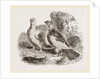 Ptarmigans by Anonymous