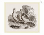 Ptarmigans by Anonymous