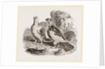 Ptarmigans by Anonymous