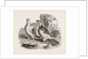 Ptarmigans by Anonymous