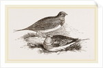 Pin-tailed Sand-Grouse by Anonymous