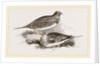 Pin-tailed Sand-Grouse by Anonymous