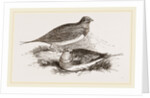 Pin-tailed Sand-Grouse by Anonymous