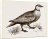 Throat banded Sand Grouse male by Anonymous