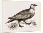 Throat banded Sand Grouse male by Anonymous