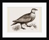 Throat banded Sand Grouse male by Anonymous