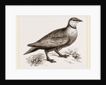 Throat banded Sand Grouse male by Anonymous