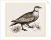 Throat banded Sand Grouse male by Anonymous