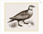 Throat banded Sand Grouse male by Anonymous