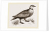 Throat banded Sand Grouse male by Anonymous