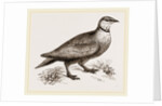 Throat banded Sand Grouse male by Anonymous