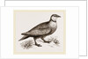Throat banded Sand Grouse male by Anonymous