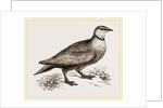 Throat banded Sand Grouse male by Anonymous