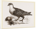 Throat banded Sand Grouse female by Anonymous