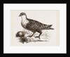Throat banded Sand Grouse female by Anonymous