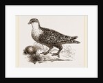 Throat banded Sand Grouse female by Anonymous
