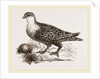 Throat banded Sand Grouse female by Anonymous