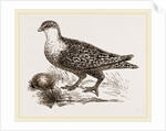 Throat banded Sand Grouse female by Anonymous