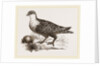 Throat banded Sand Grouse female by Anonymous