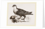 Throat banded Sand Grouse female by Anonymous