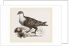 Throat banded Sand Grouse female by Anonymous