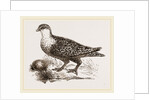 Throat banded Sand Grouse female by Anonymous