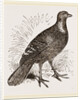 Ferruginous and Grey Francolin by Anonymous