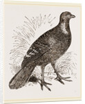 Ferruginous and Grey Francolin by Anonymous