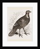 Ferruginous and Grey Francolin by Anonymous