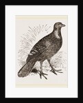 Ferruginous and Grey Francolin by Anonymous