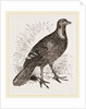 Ferruginous and Grey Francolin by Anonymous
