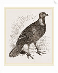 Ferruginous and Grey Francolin by Anonymous