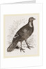 Ferruginous and Grey Francolin by Anonymous