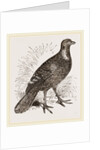 Ferruginous and Grey Francolin by Anonymous