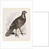 Ferruginous and Grey Francolin by Anonymous