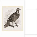 Ferruginous and Grey Francolin by Anonymous