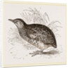 Taigoor Quail by Anonymous