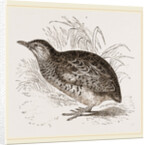 Taigoor Quail by Anonymous