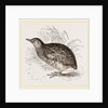 Taigoor Quail by Anonymous