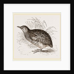 Taigoor Quail by Anonymous