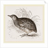 Taigoor Quail by Anonymous