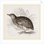 Taigoor Quail by Anonymous