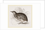 Taigoor Quail by Anonymous