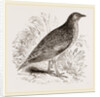 Kunichane Quail by Anonymous