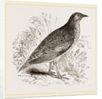 Kunichane Quail by Anonymous