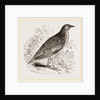 Kunichane Quail by Anonymous