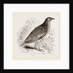 Kunichane Quail by Anonymous